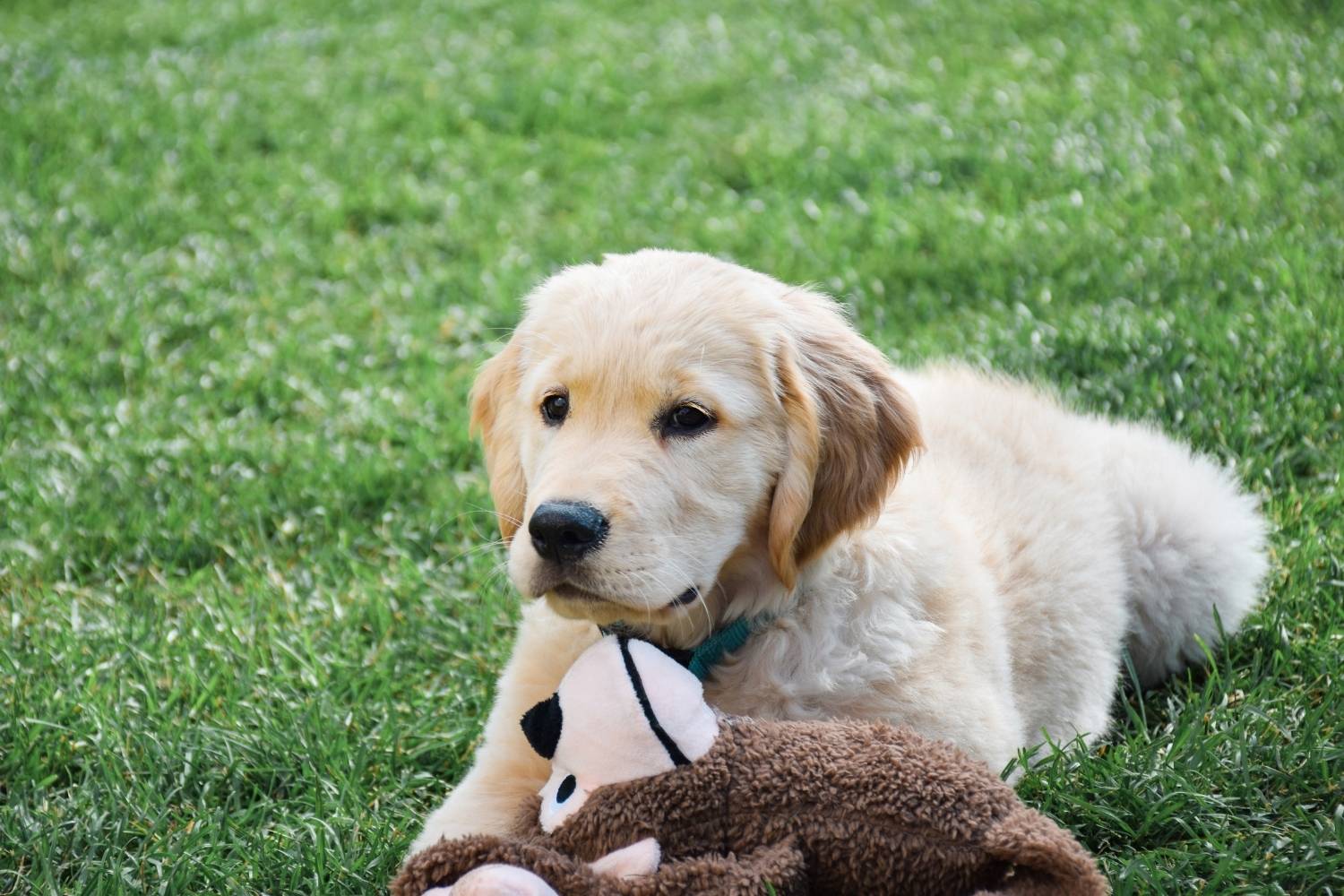 adiestramiento para cachorros (2)