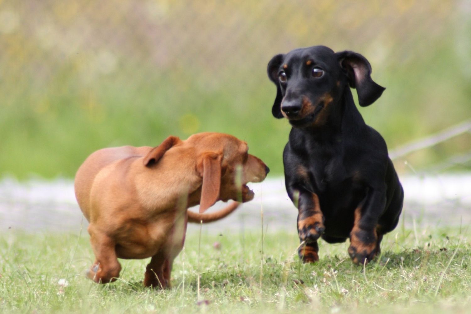 adiestramiento para cachorros (4)