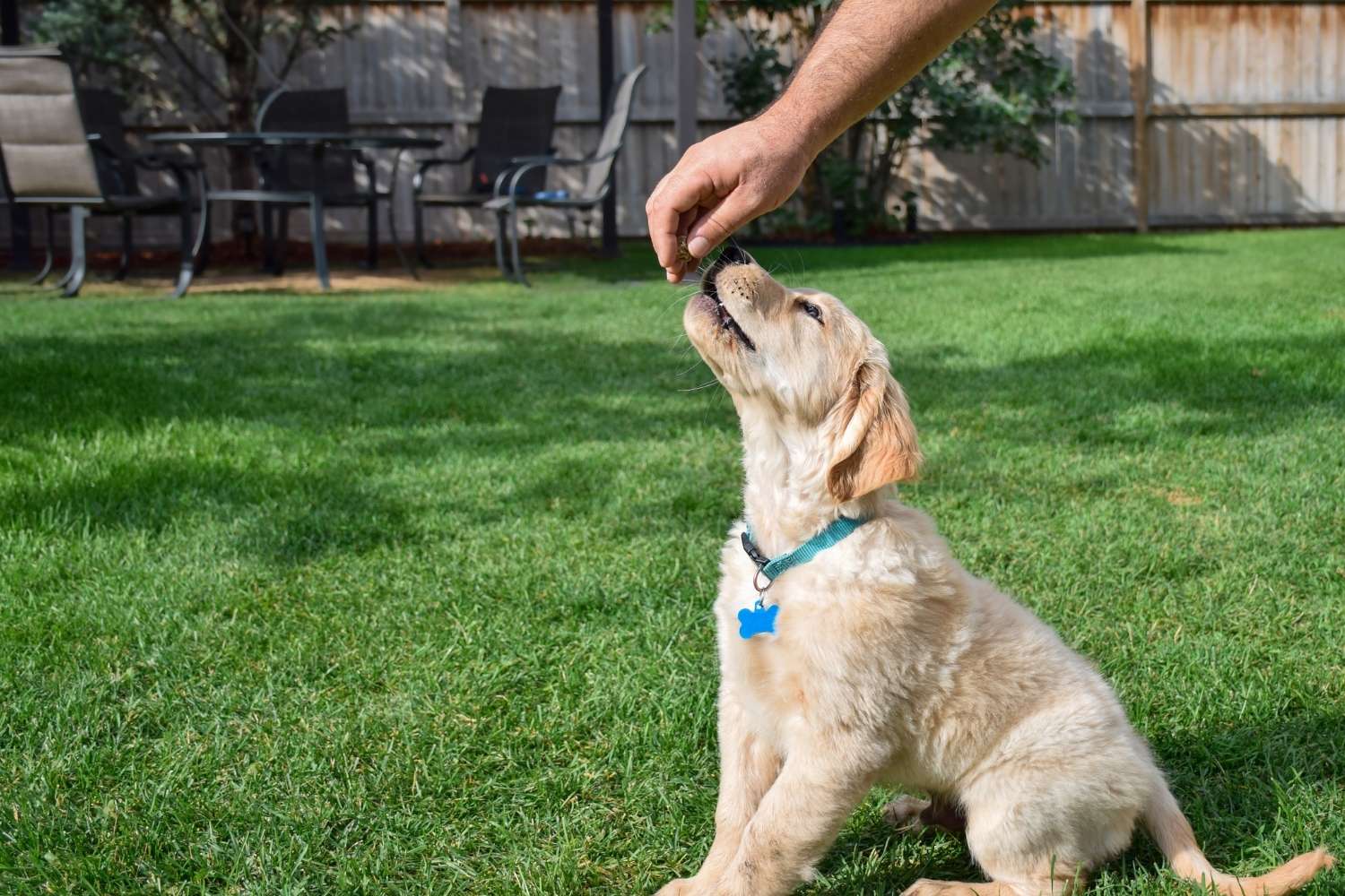 adiestramiento para cachorros