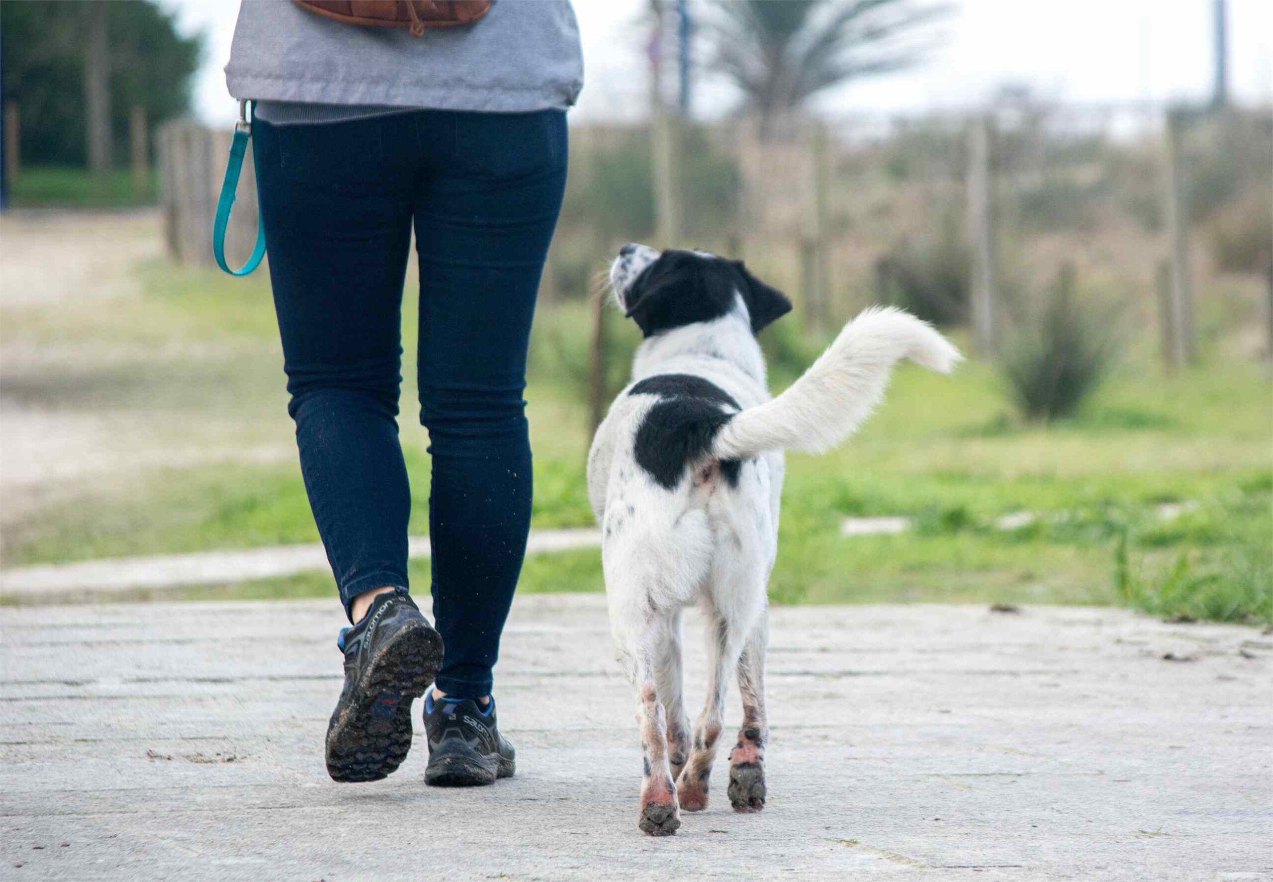 Cómo mejorar el paseo con tu perro: 5 claves para disfrutarlo más