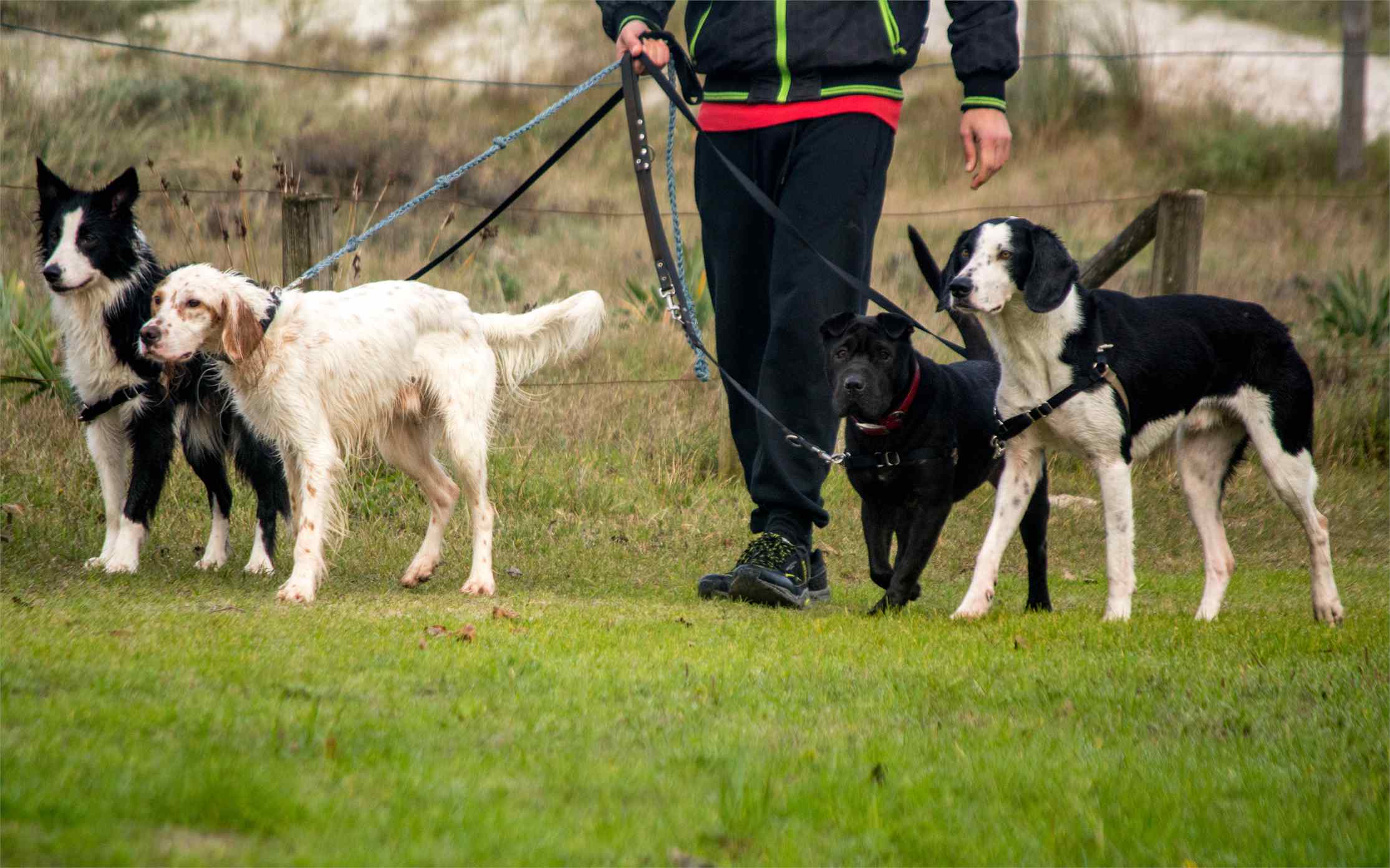 Mi perro tira de la correa: por qué ocurre y cómo empezar a trabajarlo