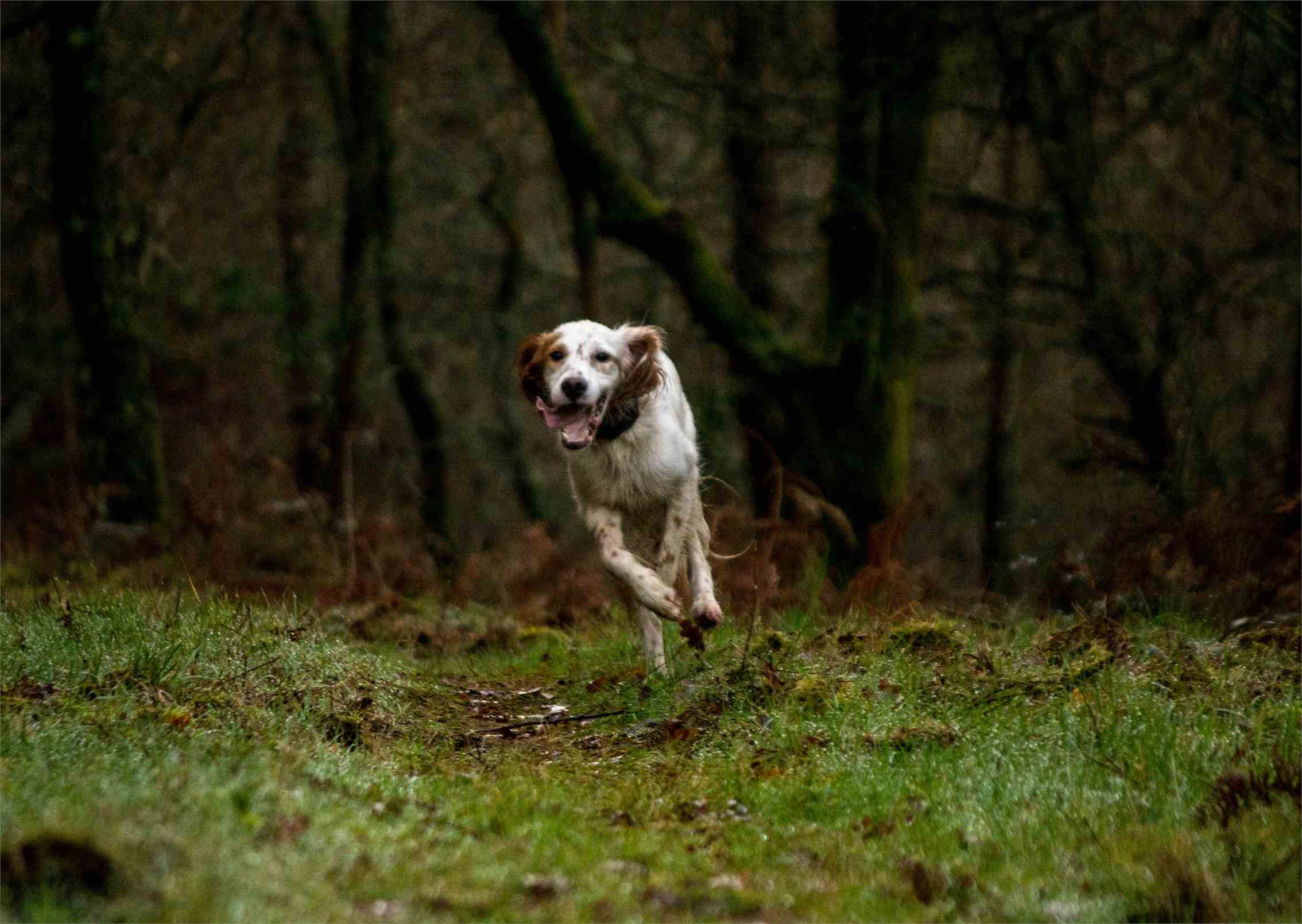 ¿Cómo elegir el perro adecuado para tu estilo de vida?
