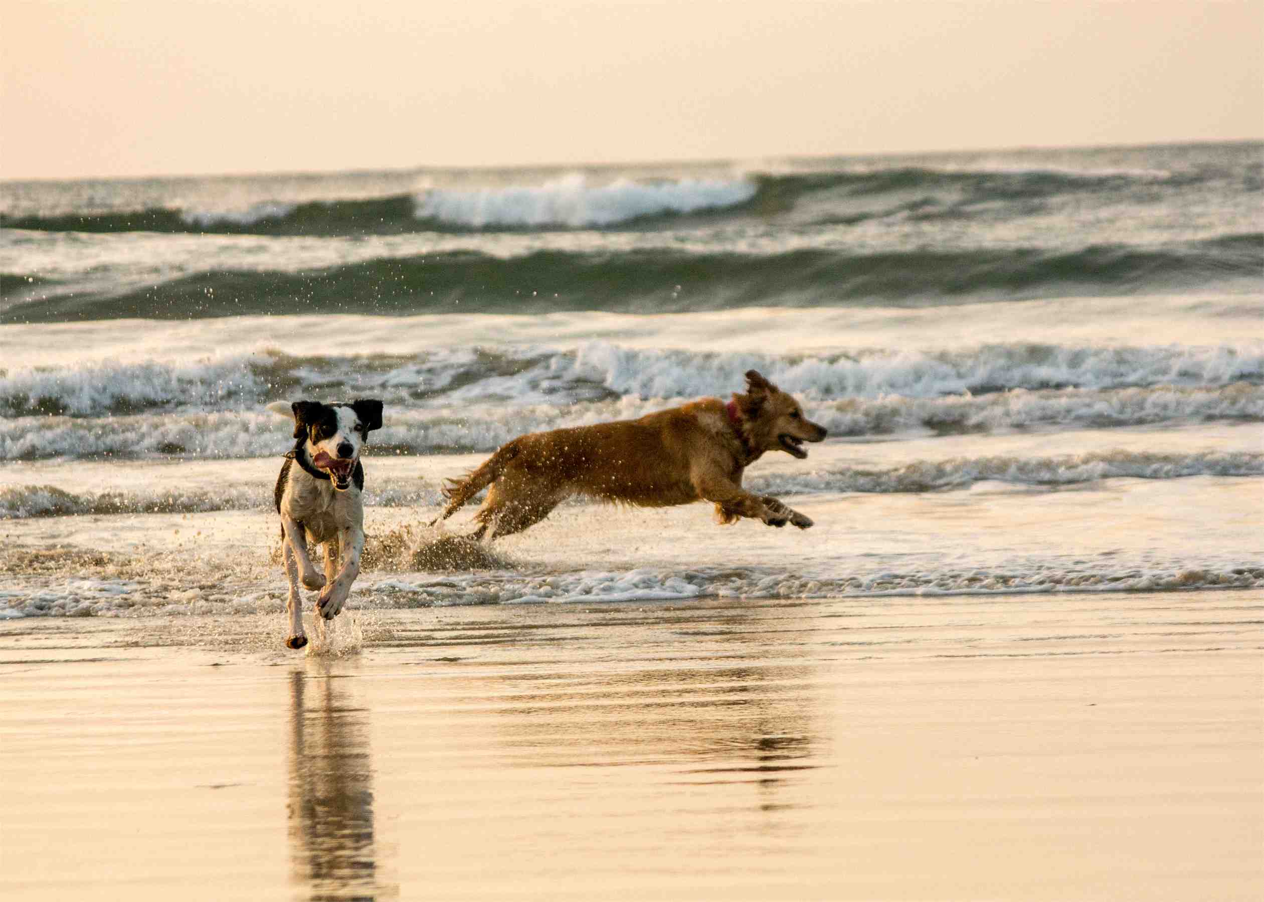 adiestramiento-para-cachorros-03
