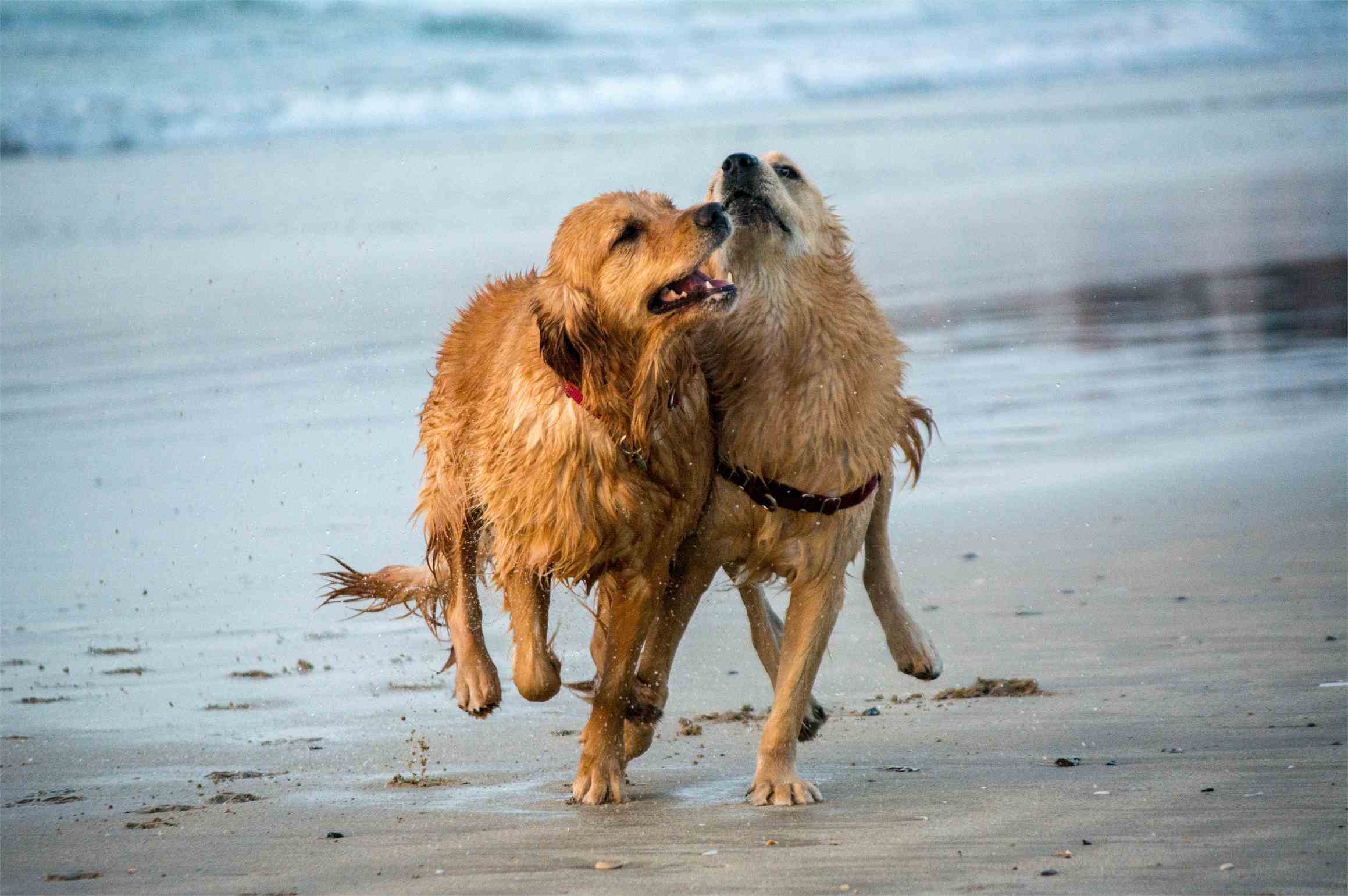 adiestramiento-para-cachorros-04