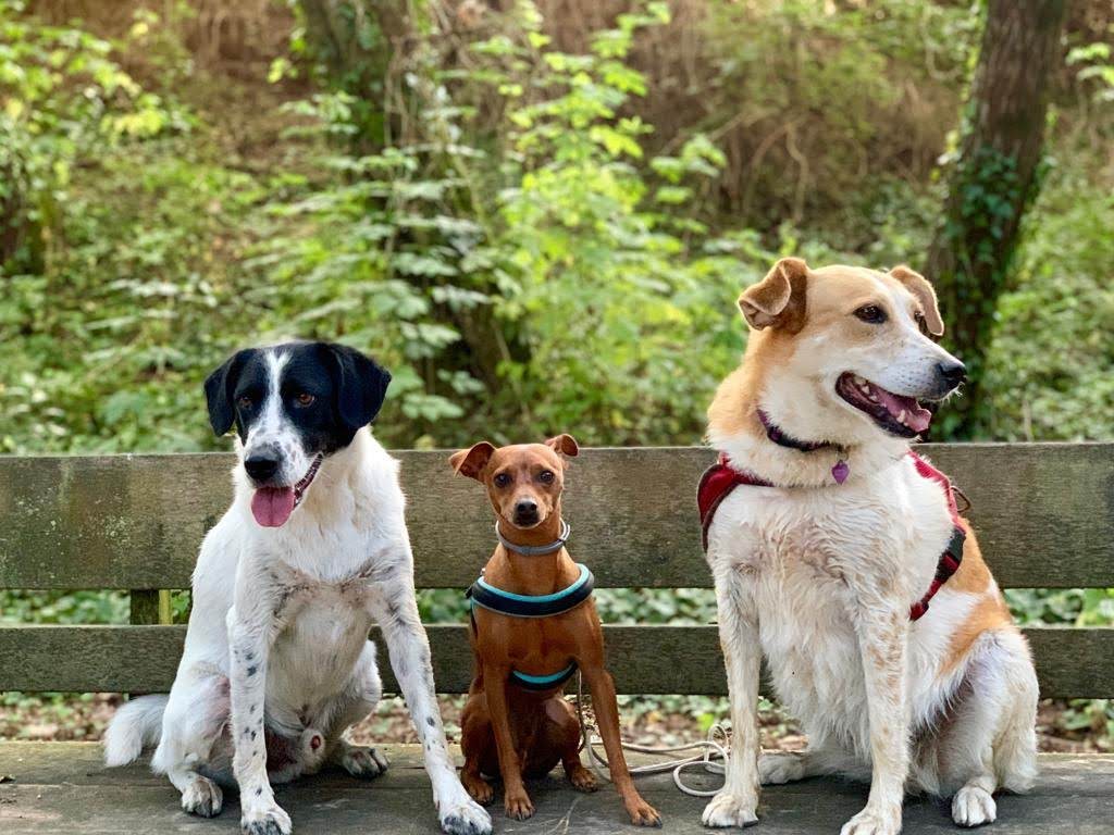 adiestramiento-para-cachorros-05