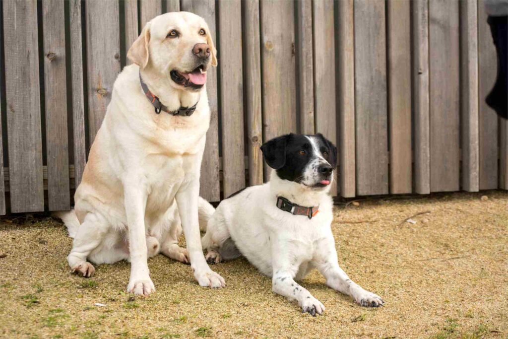 Labrador y perro blanco y negro sentados juntos
