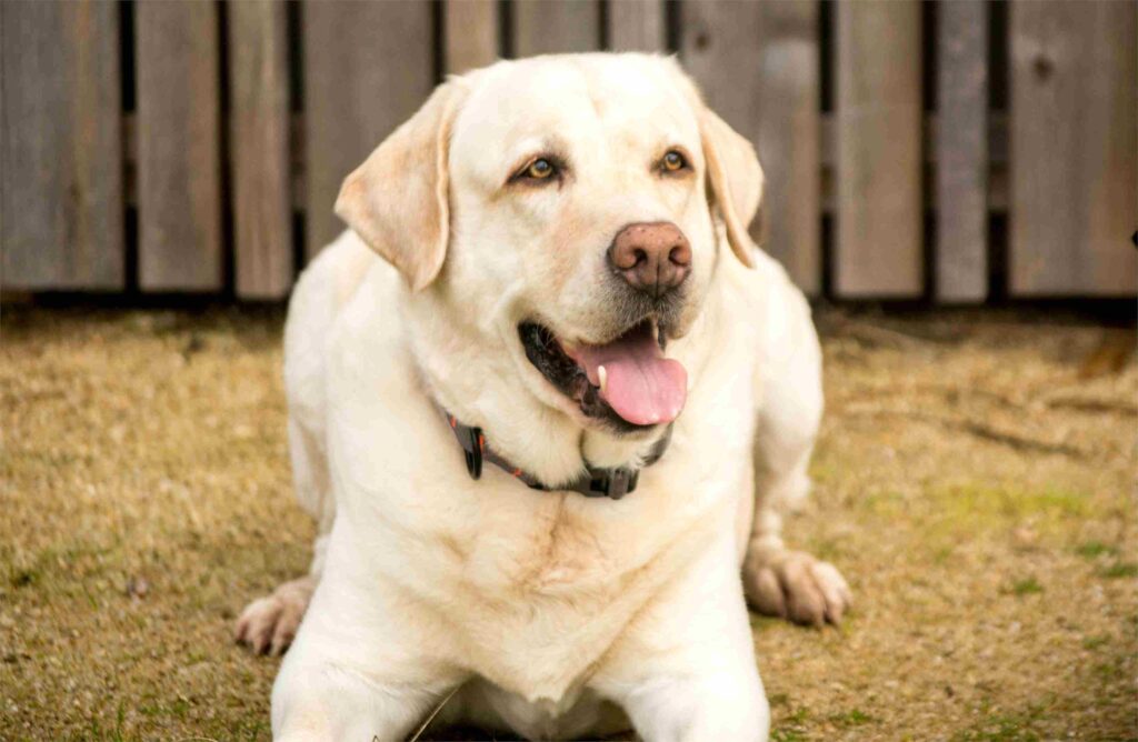 Retrato de un labrador de color claro tumbado