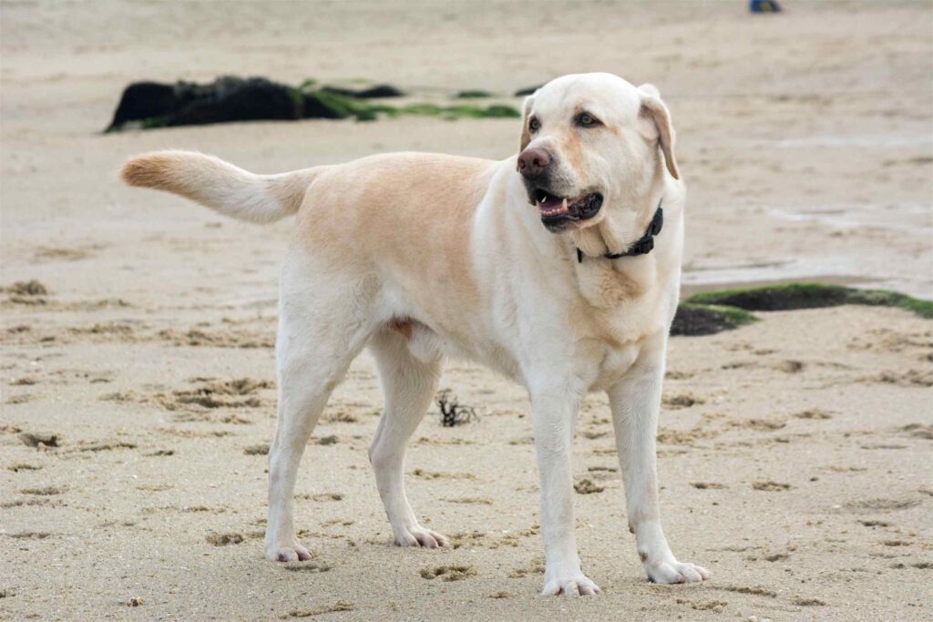 Labrador de pie en la playa