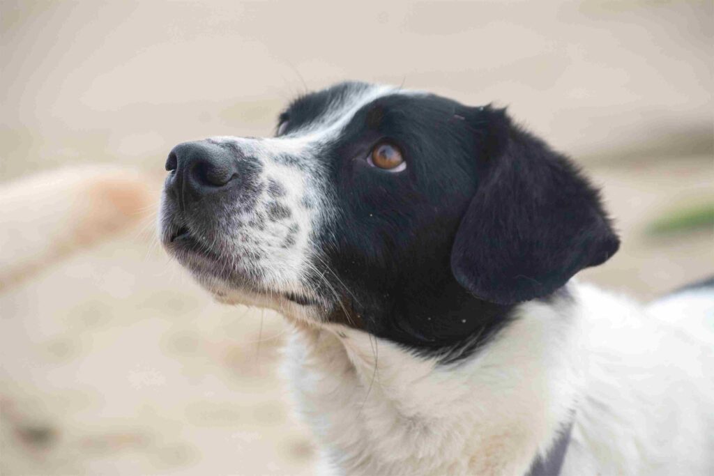 Primer plano de un perro blanco y negro atento