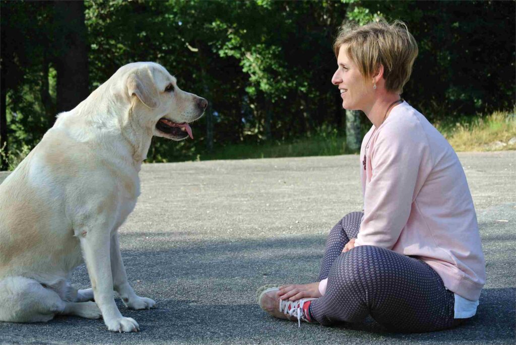 Labrador y su tutora mirándose durante una sesión