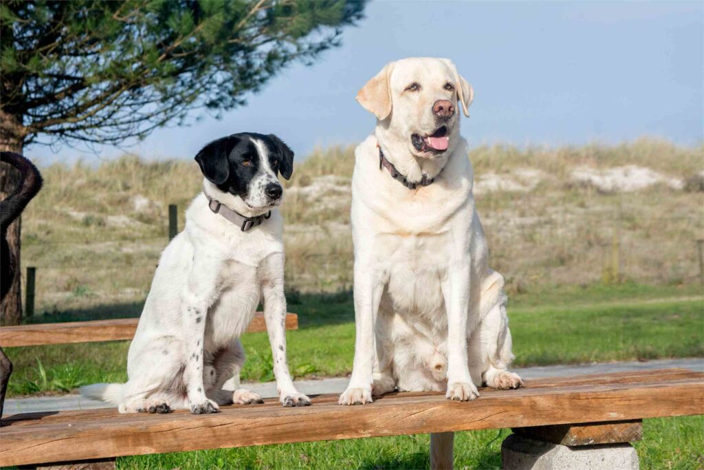 Perro y labrador sentados juntos sobre un banco de madera