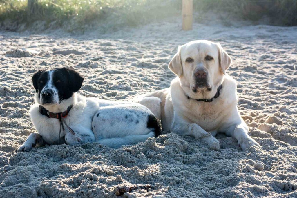 Dos perros tumbados juntos en la arena