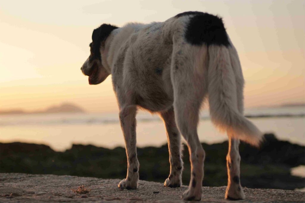 Perro paseando por la playa al atardecer