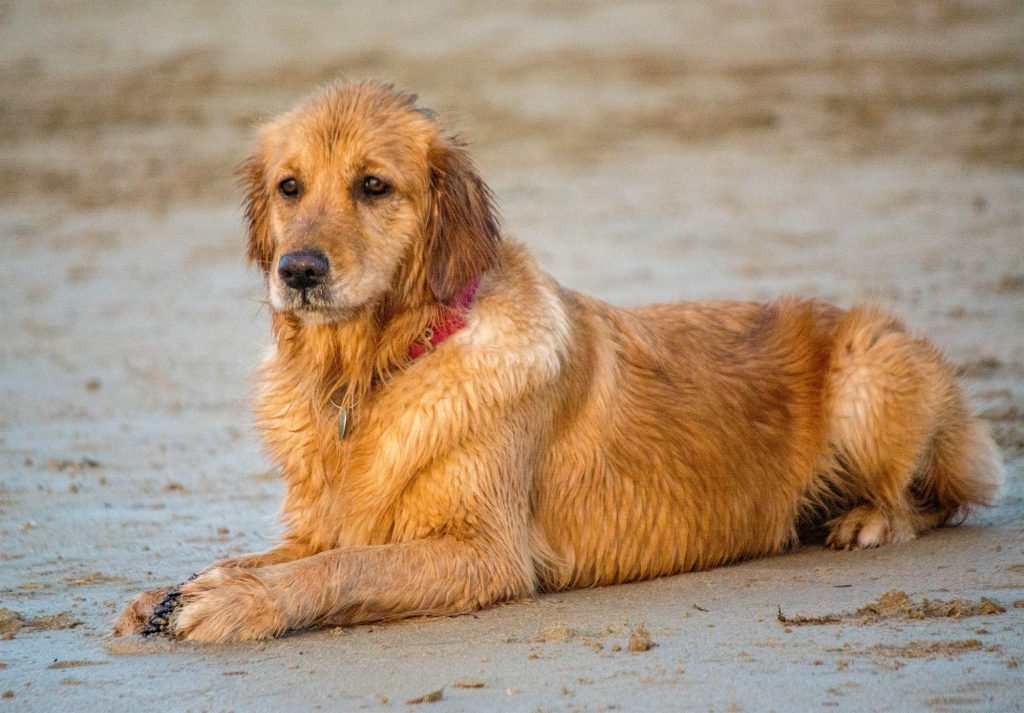 Perro tumbado descansando sobre la arena de una playa de Vigo para refrescarse