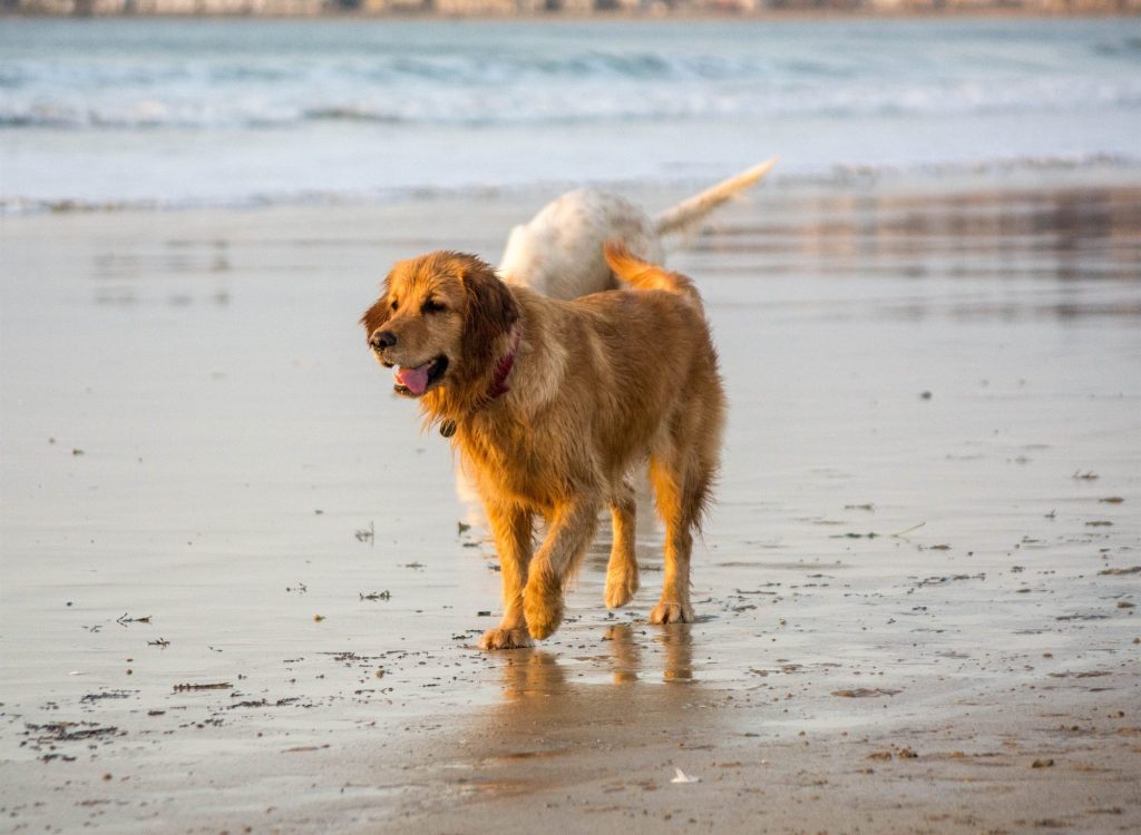 Golpe de calor en perros: síntomas, qué hacer y cómo prevenirlo