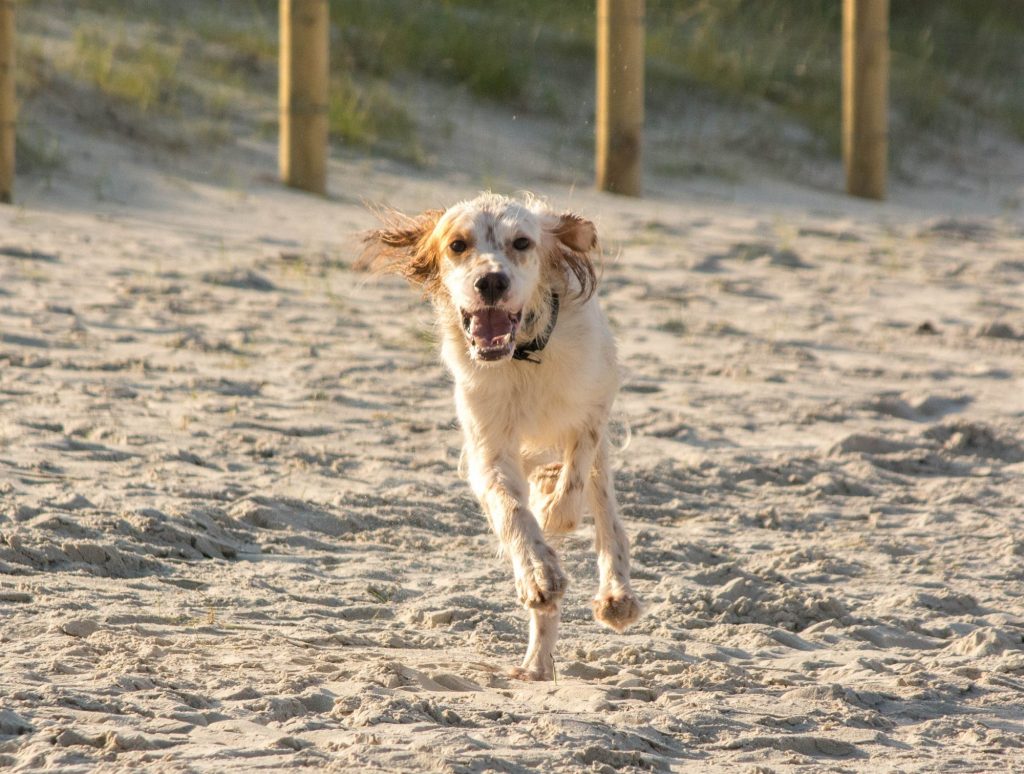 Perro corriendo por la arena con la boca abierta durante una tarde calurosa en Vigo