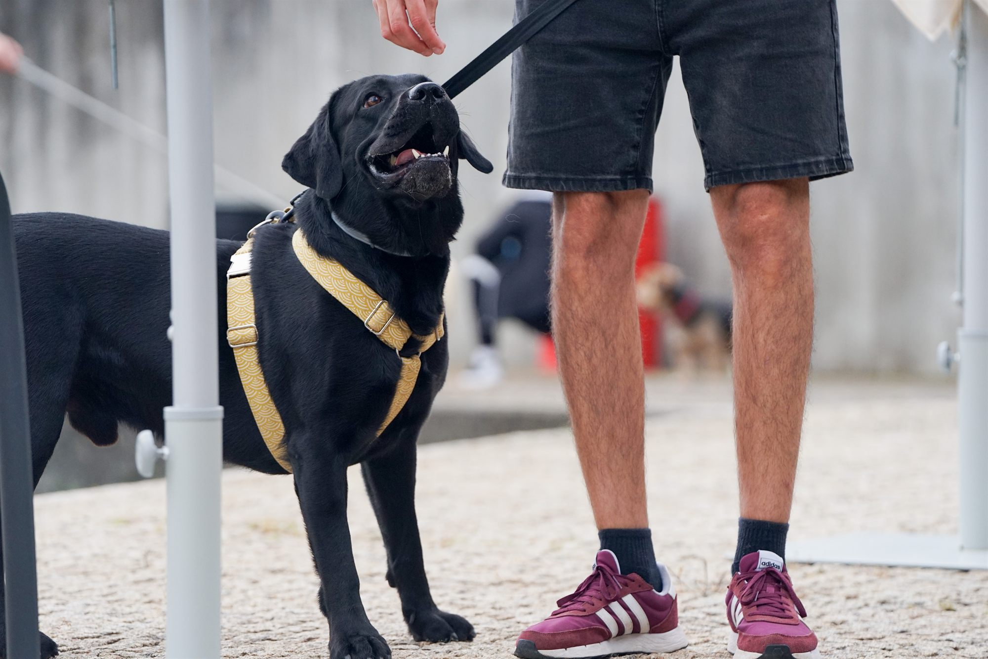 Perro atendiendo a la señal de su tutor durante una clase de manejo en Vigo