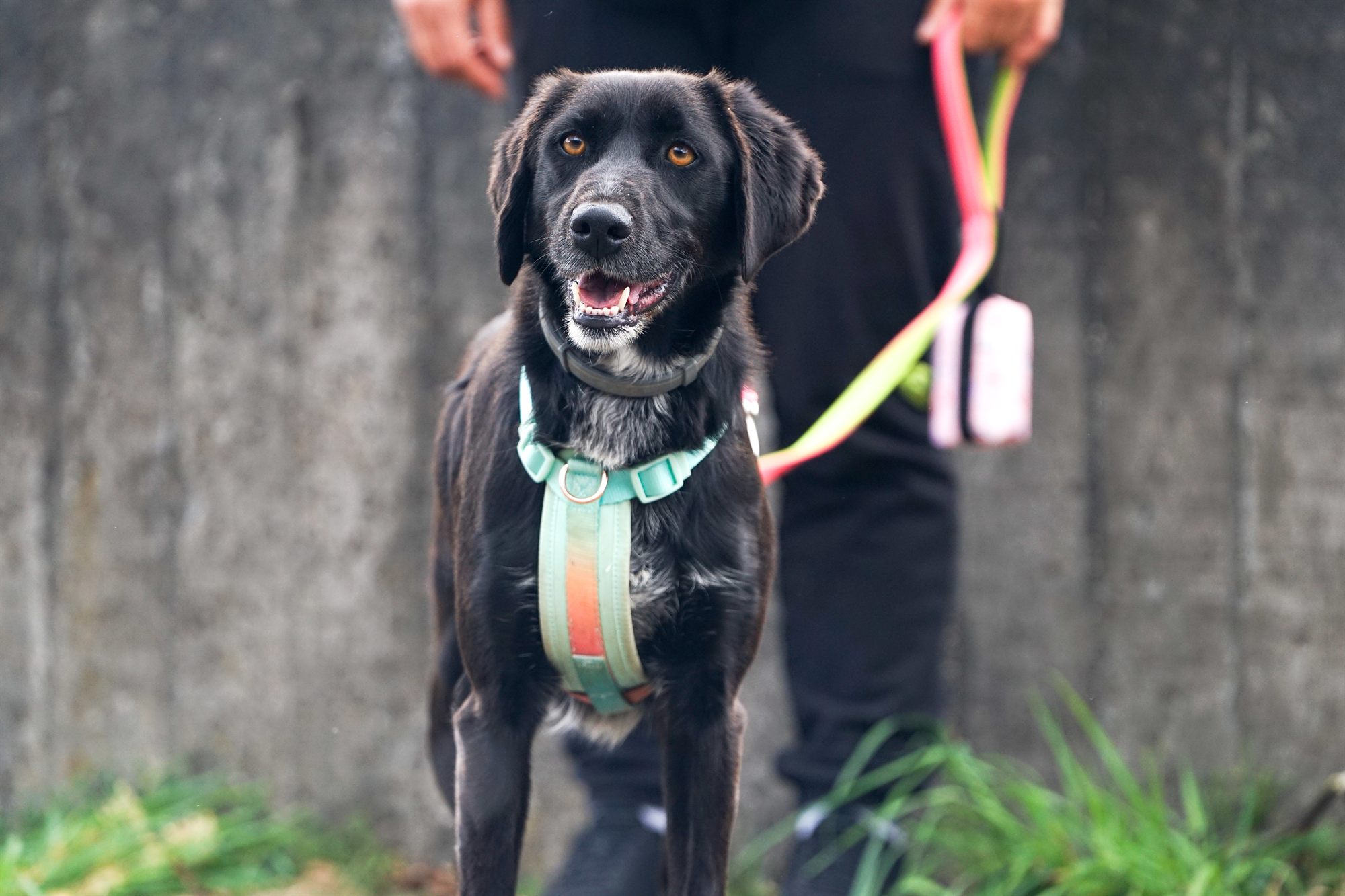 Perro caminando junto a su tutor con la correa relajada en Vigo