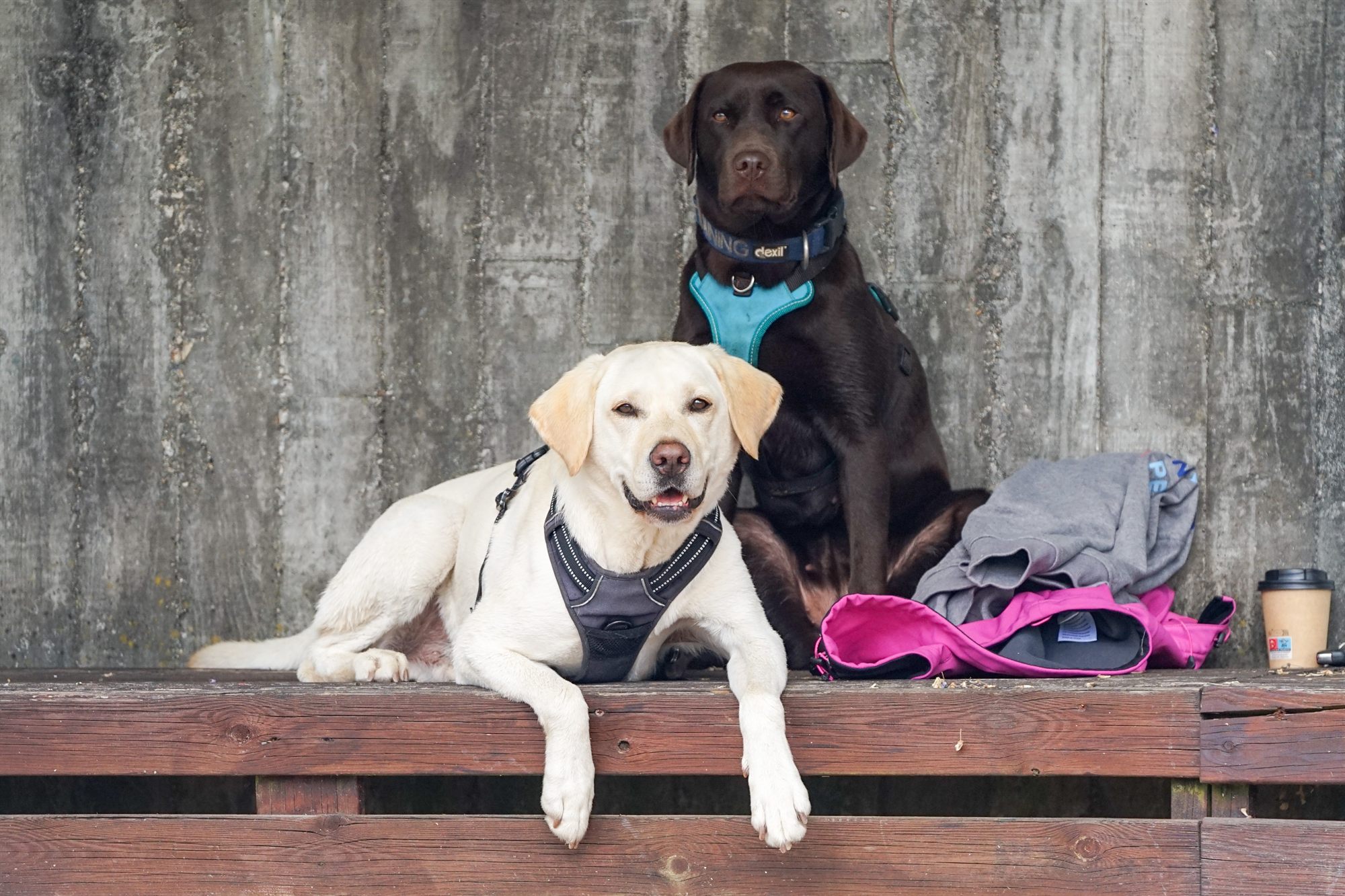 Dos perros esperando tranquilos junto a sus tutores durante una clase en Vigo