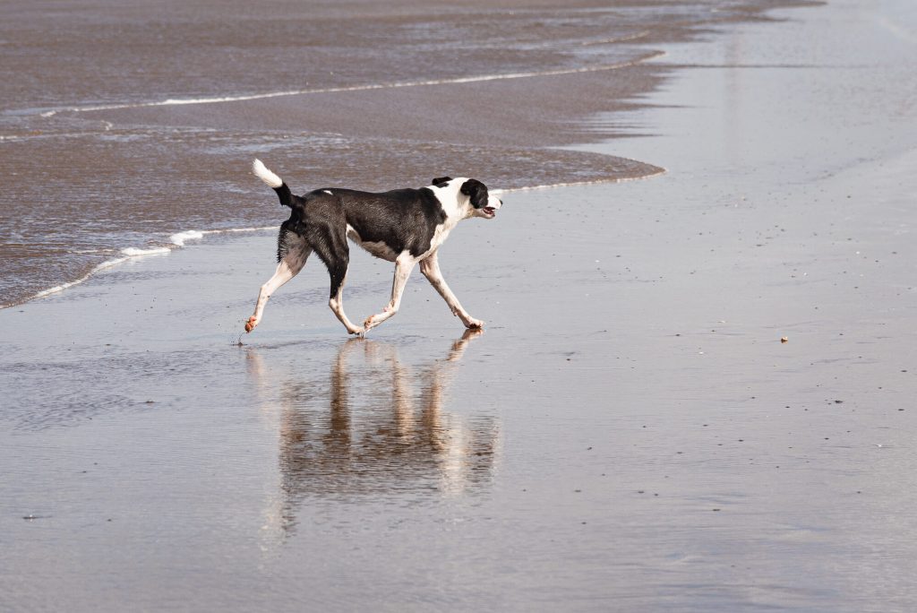Perro blanco y negro trotando suelto por la arena mojada de la orilla