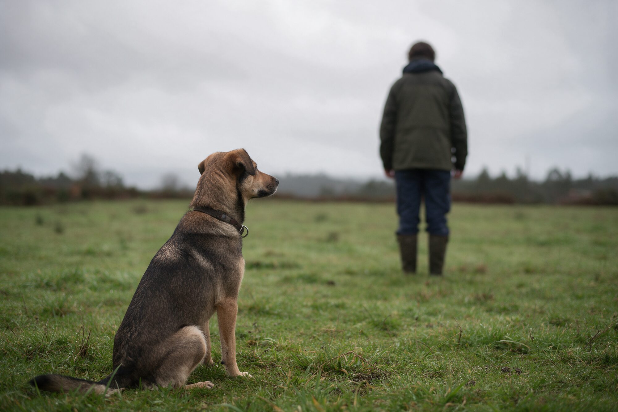Perro sentado mirando a su tutor durante un ejercicio de atencion en un prado